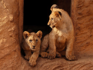 Lvice Farida odjela ze zoo, v novém domově se dočká partnera