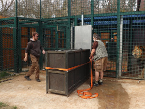 Lvice Farida odjela ze zoo, v novém domově se dočká partnera