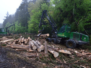 Choďte do lesa pěšky, vyzývají turisty ochranáři. Na hříšníky čeká pokuta