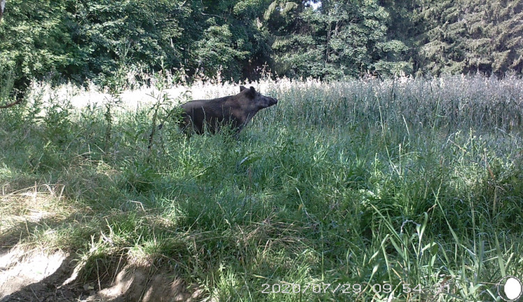 Turistu vyhnal divočák na strom. Muž si zavolal na pomoc policii