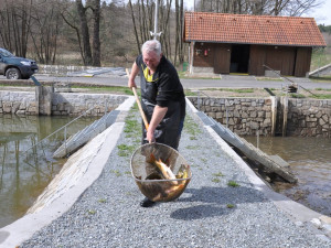 Městské sádky nabídnou velikonoční prodej ryb, podle tradic se právě ryba servírovala jako postní jídlo