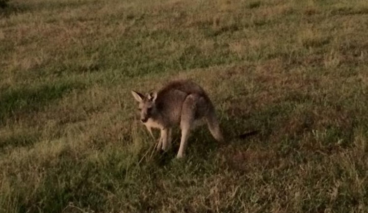 Hledá se majitel klokana. Podle svědka skáče poblíž Doks