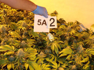 TOXI tým si spolu se zásahovkou došlápl na pěstitele marihuany, zabavili 1200 rostlin i samopal