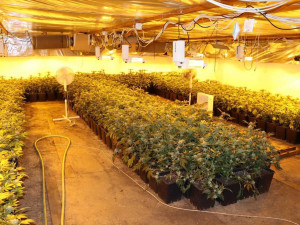 TOXI tým si spolu se zásahovkou došlápl na pěstitele marihuany, zabavili 1200 rostlin i samopal