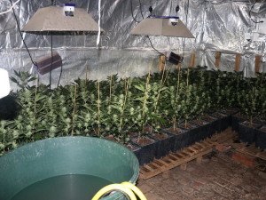 TOXI tým si spolu se zásahovkou došlápl na pěstitele marihuany, zabavili 1200 rostlin i samopal