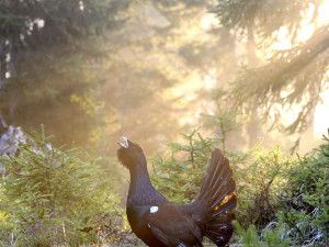 Populaci tetřeva se na Šumavě daří v posledních letech zvyšovat. Takto tetřeva vyfotil Jaroslav Vogeltanz
