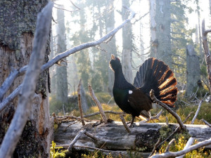Populaci tetřeva se na Šumavě daří v posledních letech zvyšovat. Takto tetřeva vyfotil Jaroslav Vogeltanz