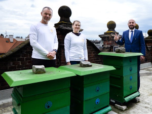 U instalace nového včelího úlu na střeše magistrátu asistoval i primátor Roman Zarzycký