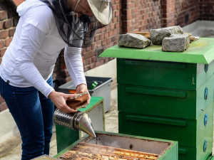 Pilných magistrátních včeliček je zase o něco více. Město na střechy svých budov instalovalo další včelí úly