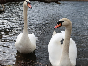 Zachráněné labuti se po operaci roztrženého jícnu daří dobře. Zákrok, díky kterému žije, řešila nejen policie