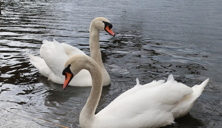 Zachráněné labuti se po operaci roztrženého jícnu daří dobře. Zákrok, díky kterému žije, řešila nejen policie