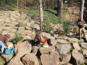 Všichni tři medvědi v plzeňské zoo oslavili kulaté narozeniny