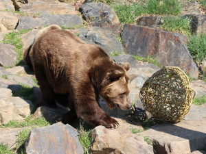 Všichni tři medvědi v plzeňské zoo oslavili kulaté narozeniny