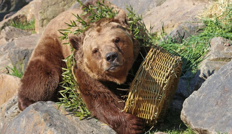 Všichni tři medvědi v plzeňské zoo oslavili kulaté narozeniny