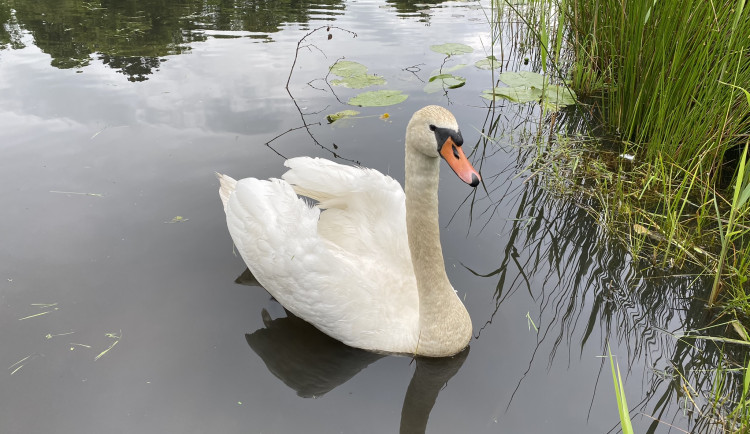 Čmelák uspěl ve světové konkurenci a získal grant na budování dalších lokalit