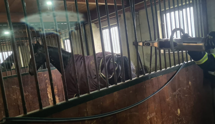 Koně uvízlého kopytem v mřížích vyprostili profesionální hasiči