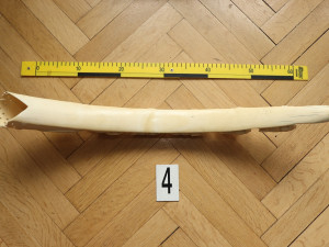 Celnici odhalili v Plzni dalšího obchodníka se slonovinou, cenné artefakty prodával přes internet