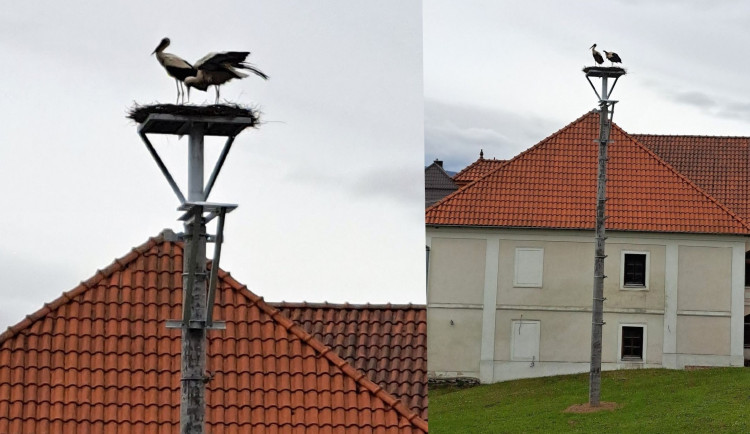 Čápi už našli v šumavské obci nově vytvořené hnízdo na sloupu. Původní se muselo kvůli bezpečnosti odstranit