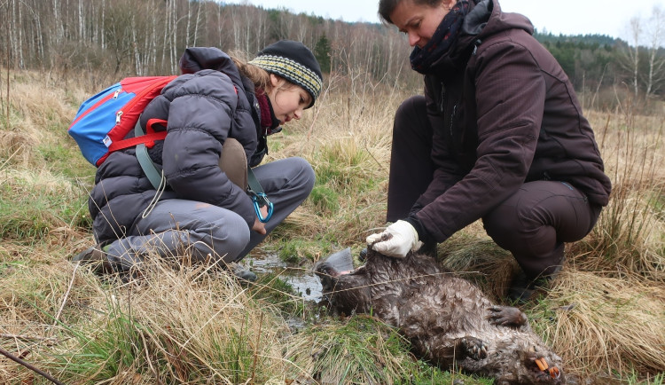 Ohledáním těla mrtvého bobra se zjistila přesná příčina jeho úmrtí