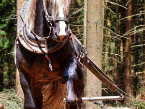 Sobota nabídne netradiční podívanou v brdských hvozdech, uskuteční se tam závod tažných koní