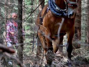 Sobota nabídne netradiční podívanou v brdských hvozdech, uskuteční se tam závod tažných koní