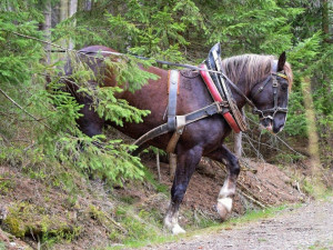 Sobota nabídne netradiční podívanou v brdských hvozdech, uskuteční se tam závod tažných koní