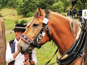 Sobota nabídne netradiční podívanou v brdských hvozdech, uskuteční se tam závod tažných koní