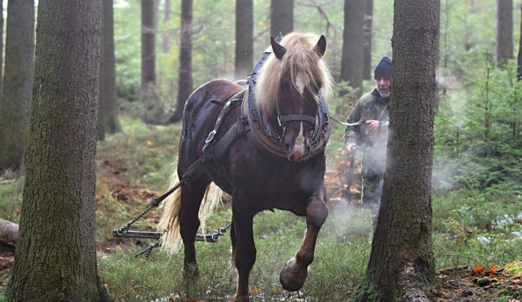 Sobota nabídne netradiční podívanou v brdských hvozdech, uskuteční se tam závod tažných koní
