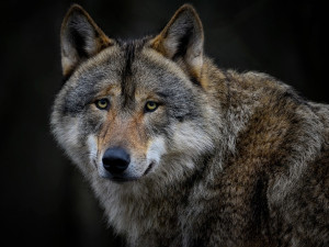 Bavorsko usnadnilo odstřel vlků, platí zásada jednoho roztrhaného zvířete
