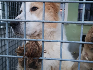 Pastevecký pes živořil v provizorním boxu v hromadě výkalů, veterináři ho odebrali a předali do péče útulku