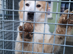 Pastevecký pes živořil v provizorním boxu v hromadě výkalů, veterináři ho odebrali a předali do péče útulku