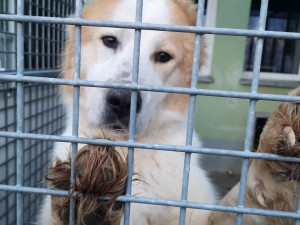 Pastevecký pes živořil v provizorním boxu v hromadě výkalů, veterináři ho odebrali a předali do péče útulku