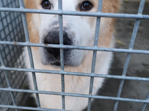Pastevecký pes živořil v provizorním boxu v hromadě výkalů, veterináři ho odebrali a předali do péče útulku