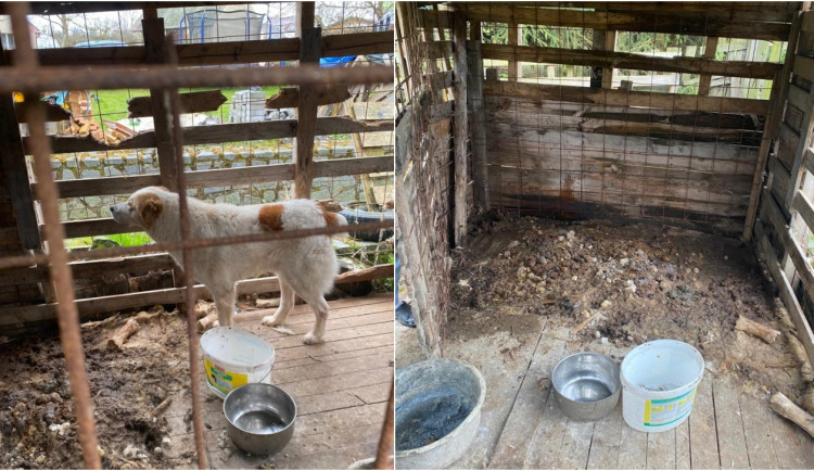 Pastevecký pes živořil v provizorním boxu v hromadě výkalů, veterináři ho odebrali a předali do péče útulku