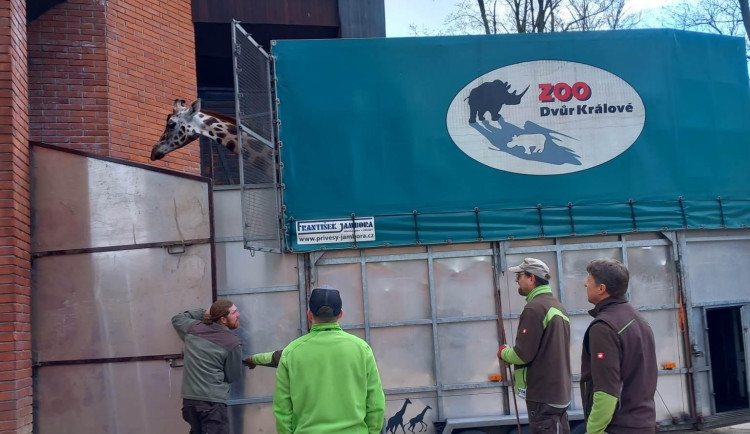 Do zoologické zahrady přicestovala samice žirafy, stane se chůvou