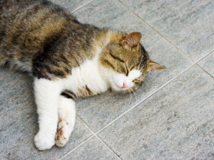 Pamlsky pro kočky jako skvělý doplněk běžného krmiva