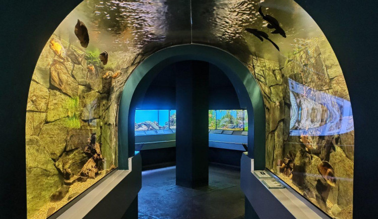 V liberecké botanické zahradě můžete poznat ryby afrických jezer