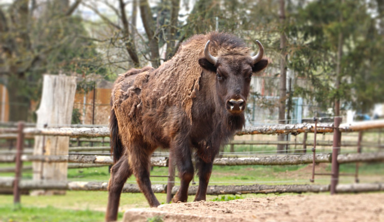 V prostoru, který přímo navazuje na výběhy medvědů, zubrů a vlků, zoo plánuje rozšíření expozice palearktické oblasti.