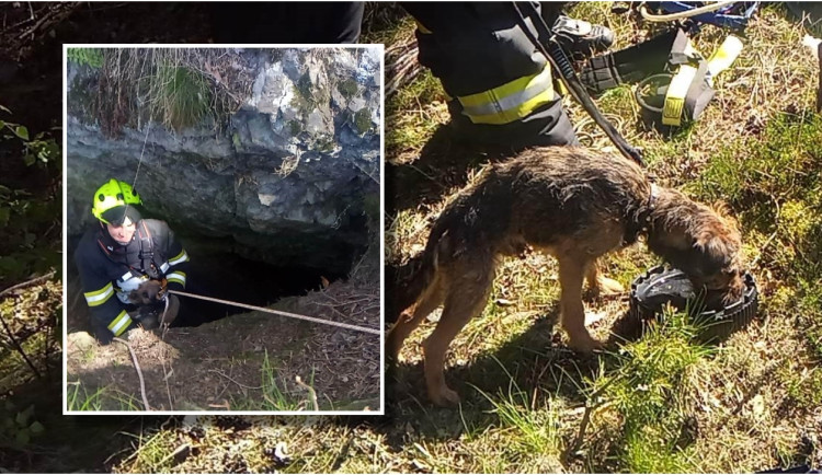 Ztracený pes skoro měsíc přežíval uvězněný ve štole, záchrana přišla čirou náhodou