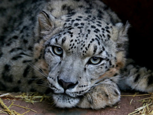 Návštěvníci plzeňské zoo mohou nově pozorovat mladou samici sněžného levharta, přicestovala z Lipska