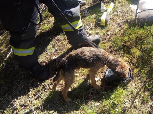 Ztracený pes skoro měsíc přežíval uvězněný ve štole, záchrana přišla čirou náhodou