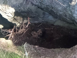 Ztracený pes skoro měsíc přežíval uvězněný ve štole, záchrana přišla čirou náhodou