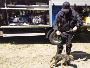 Ztracený pes skoro měsíc přežíval uvězněný ve štole, záchrana přišla čirou náhodou