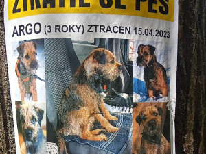 Ztracený pes skoro měsíc přežíval uvězněný ve štole, záchrana přišla čirou náhodou