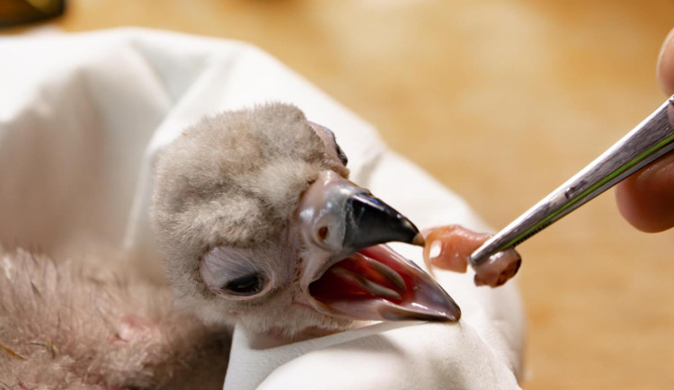 V liberecké zoo se po třiceti letech vylíhlo mládě supa hnědého