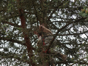 Transport zachráněného mláděte k hnízdu vysoko v koruně borovice