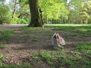 Mládě kalouse ušatého vypadlo z hnízda v parku, bez pomoci člověka nemělo šanci na návrat do korun stromů