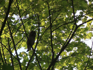Nervózní matka malého kalouse