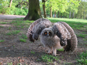 Mládě kalouse ušatého vypadlo z hnízda v parku, bez pomoci člověka nemělo šanci na návrat do korun stromů