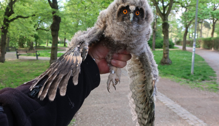 Mládě kalouse ušatého vypadlo z hnízda v parku, bez pomoci člověka nemělo šanci na návrat do korun stromů